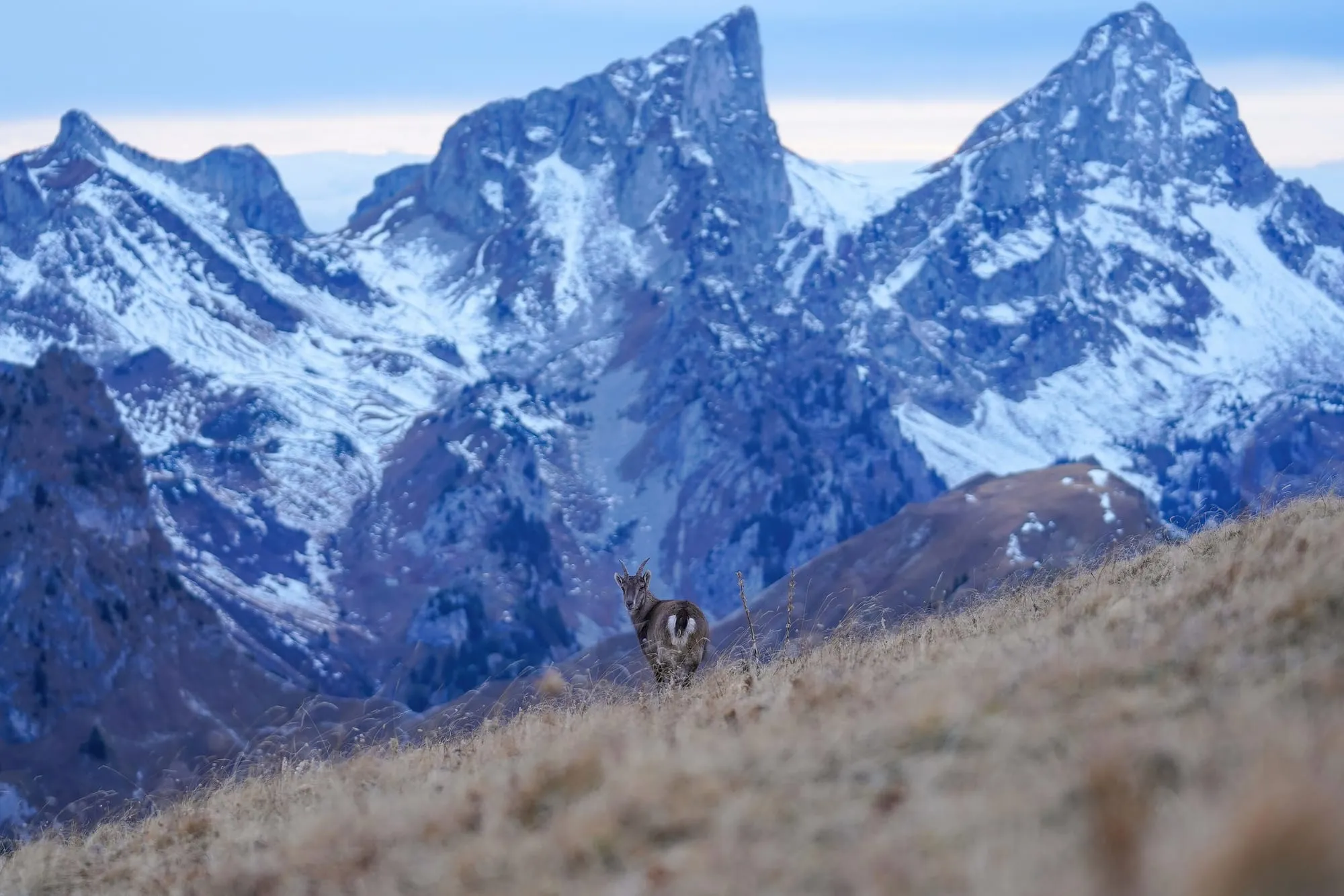 Un bouquetin sur une croupe herbeuse, la Dent d'Oche enneigée en arrière-plan