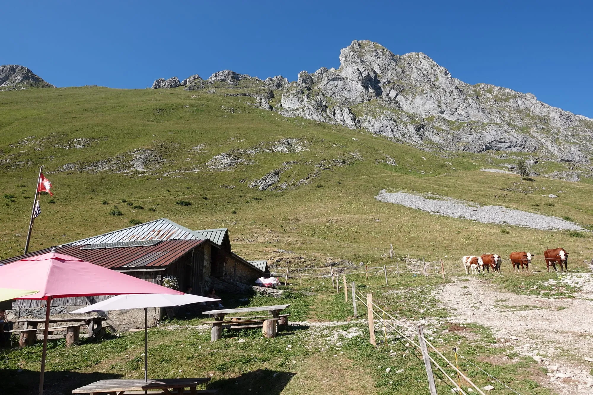 Les chalets d'Oche, leurs vaches et leur terrasse, au pied de la Dent d'Oche